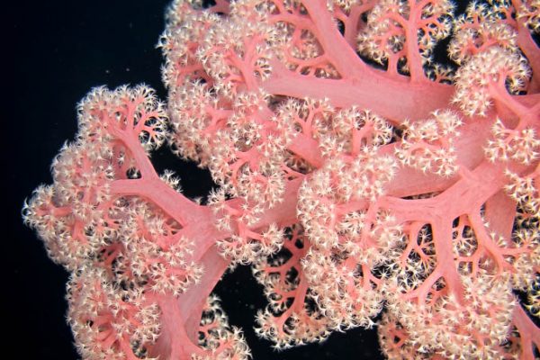 Pretty soft coral