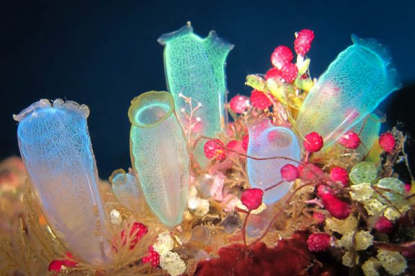 Multi colored sea squirts