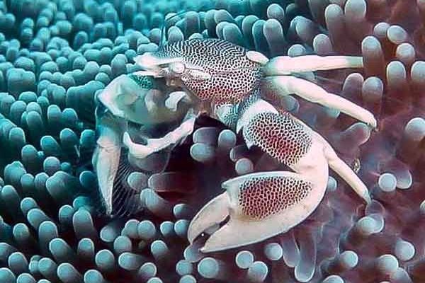 Close up of a porcelain crab